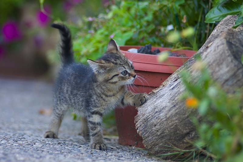 olio fegato merluzzo gatti