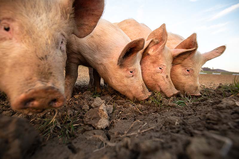 olio fegato merluzzo maiali